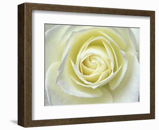 Close up details of white rose-Adam Jones-Framed Photographic Print