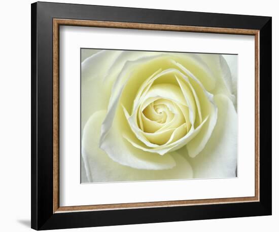 Close up details of white rose-Adam Jones-Framed Photographic Print