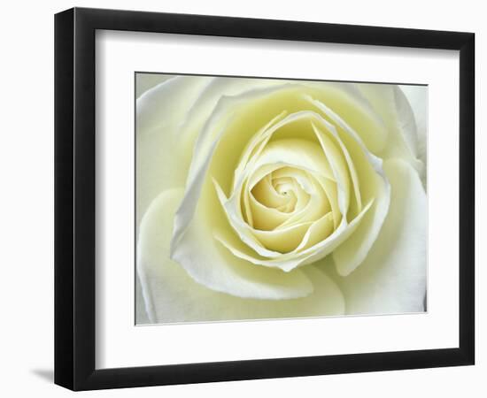 Close up details of white rose-Adam Jones-Framed Photographic Print