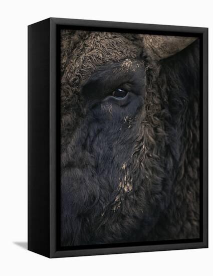 Close-Up Face of European Bison {Bison Bonasus)-Pete Cairns-Framed Premier Image Canvas