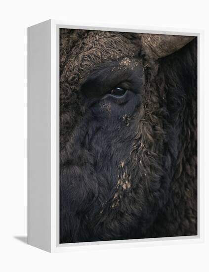 Close-Up Face of European Bison {Bison Bonasus)-Pete Cairns-Framed Premier Image Canvas