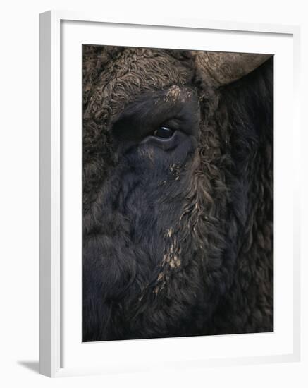 Close-Up Face of European Bison {Bison Bonasus)-Pete Cairns-Framed Photographic Print