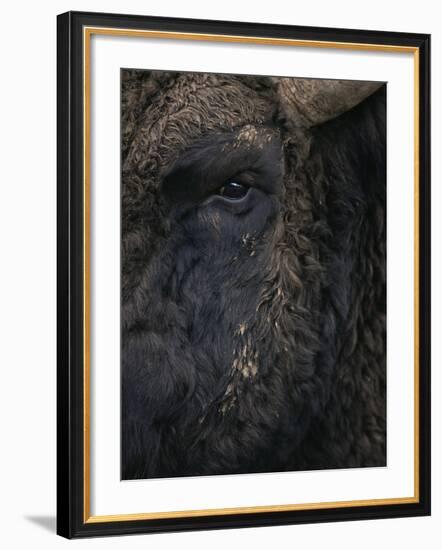 Close-Up Face of European Bison {Bison Bonasus)-Pete Cairns-Framed Photographic Print