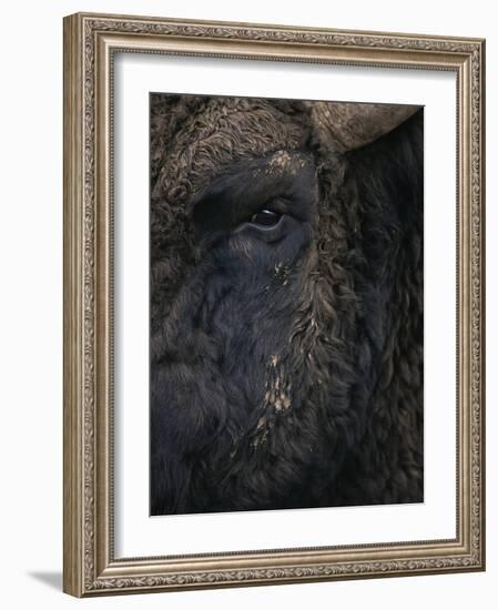 Close-Up Face of European Bison {Bison Bonasus)-Pete Cairns-Framed Photographic Print