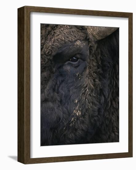 Close-Up Face of European Bison {Bison Bonasus)-Pete Cairns-Framed Photographic Print