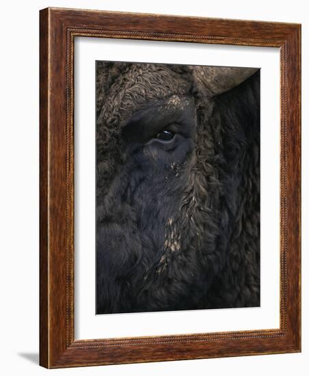 Close-Up Face of European Bison {Bison Bonasus)-Pete Cairns-Framed Photographic Print