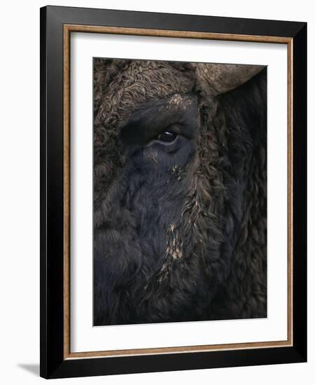 Close-Up Face of European Bison {Bison Bonasus)-Pete Cairns-Framed Photographic Print