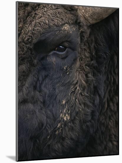 Close-Up Face of European Bison {Bison Bonasus)-Pete Cairns-Mounted Photographic Print