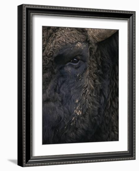 Close-Up Face of European Bison {Bison Bonasus)-Pete Cairns-Framed Photographic Print