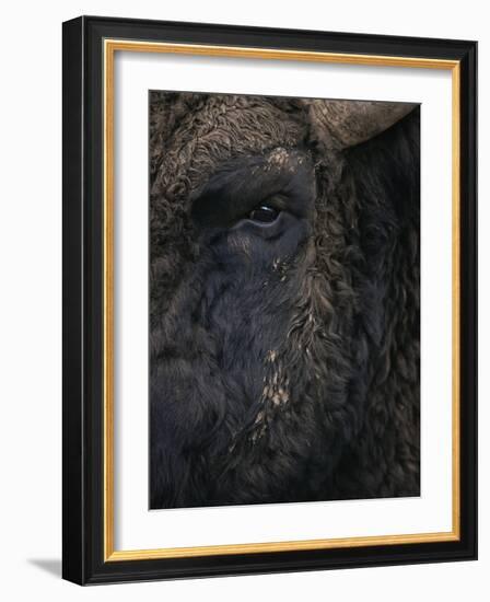 Close-Up Face of European Bison {Bison Bonasus)-Pete Cairns-Framed Photographic Print