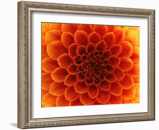 Close-Up Flower-Ale-ks-Framed Art Print