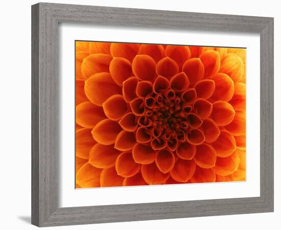 Close-Up Flower-Ale-ks-Framed Art Print