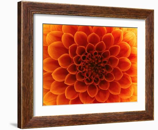 Close-Up Flower-Ale-ks-Framed Art Print