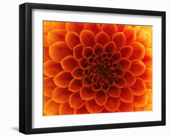 Close-Up Flower-Ale-ks-Framed Art Print