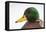 Close-Up Head Portrait of a Male Mallard (Anas Platyrhynchos), Scotland, UK, December 2010-Mark Hamblin-Framed Premier Image Canvas