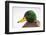 Close-Up Head Portrait of a Male Mallard (Anas Platyrhynchos), Scotland, UK, December 2010-Mark Hamblin-Framed Photographic Print