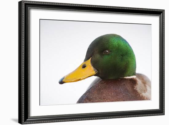 Close-Up Head Portrait of a Male Mallard (Anas Platyrhynchos), Scotland, UK, December 2010-Mark Hamblin-Framed Photographic Print