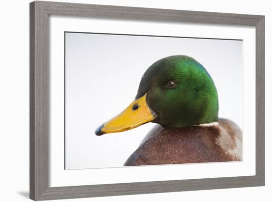 Close-Up Head Portrait of a Male Mallard (Anas Platyrhynchos), Scotland, UK, December 2010-Mark Hamblin-Framed Photographic Print