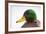 Close-Up Head Portrait of a Male Mallard (Anas Platyrhynchos), Scotland, UK, December 2010-Mark Hamblin-Framed Photographic Print