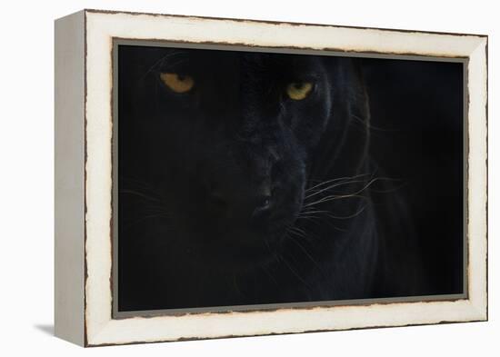 Close Up Head Portrait Of Melanistic - Black Leopard (Panthera Pardus) Captive-Edwin Giesbers-Framed Premier Image Canvas