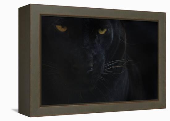 Close Up Head Portrait Of Melanistic - Black Leopard (Panthera Pardus) Captive-Edwin Giesbers-Framed Premier Image Canvas