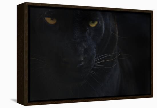 Close Up Head Portrait Of Melanistic - Black Leopard (Panthera Pardus) Captive-Edwin Giesbers-Framed Premier Image Canvas