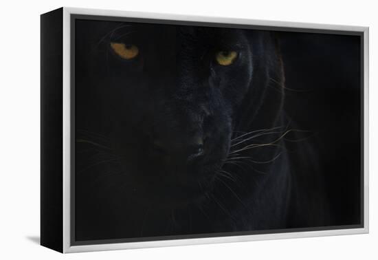 Close Up Head Portrait Of Melanistic - Black Leopard (Panthera Pardus) Captive-Edwin Giesbers-Framed Premier Image Canvas