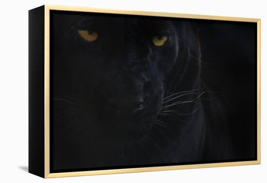 Close Up Head Portrait Of Melanistic - Black Leopard (Panthera Pardus) Captive-Edwin Giesbers-Framed Premier Image Canvas