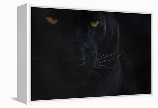 Close Up Head Portrait Of Melanistic - Black Leopard (Panthera Pardus) Captive-Edwin Giesbers-Framed Premier Image Canvas