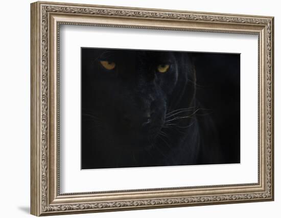 Close Up Head Portrait Of Melanistic - Black Leopard (Panthera Pardus) Captive-Edwin Giesbers-Framed Photographic Print