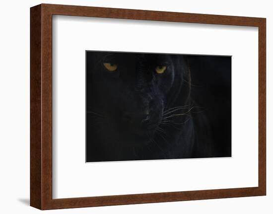 Close Up Head Portrait Of Melanistic - Black Leopard (Panthera Pardus) Captive-Edwin Giesbers-Framed Photographic Print