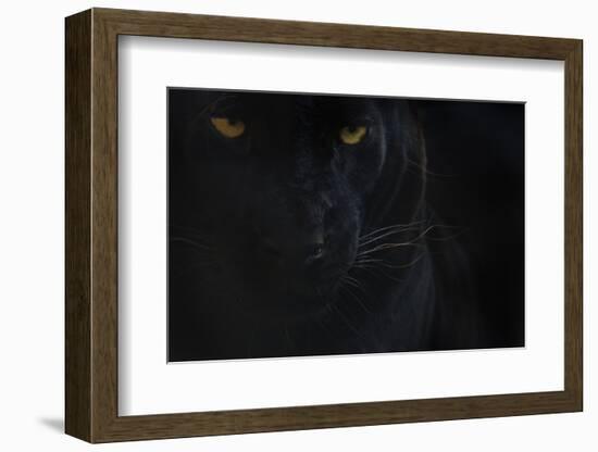 Close Up Head Portrait Of Melanistic - Black Leopard (Panthera Pardus) Captive-Edwin Giesbers-Framed Photographic Print