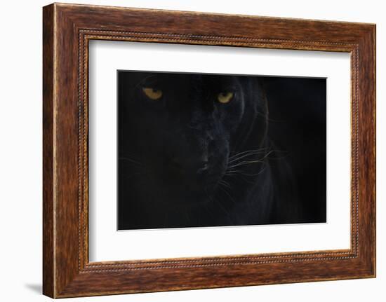 Close Up Head Portrait Of Melanistic - Black Leopard (Panthera Pardus) Captive-Edwin Giesbers-Framed Photographic Print