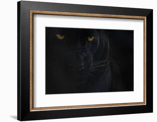 Close Up Head Portrait Of Melanistic - Black Leopard (Panthera Pardus) Captive-Edwin Giesbers-Framed Photographic Print