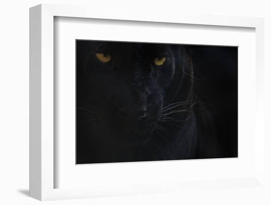 Close Up Head Portrait Of Melanistic - Black Leopard (Panthera Pardus) Captive-Edwin Giesbers-Framed Photographic Print