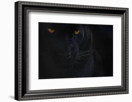 Close Up Head Portrait Of Melanistic - Black Leopard (Panthera Pardus) Captive-Edwin Giesbers-Framed Photographic Print