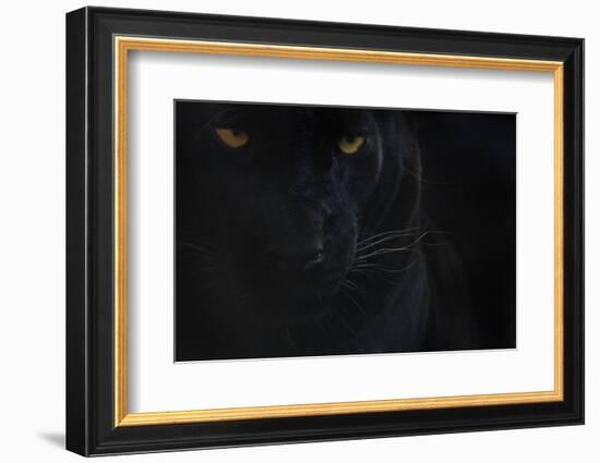 Close Up Head Portrait Of Melanistic - Black Leopard (Panthera Pardus) Captive-Edwin Giesbers-Framed Photographic Print