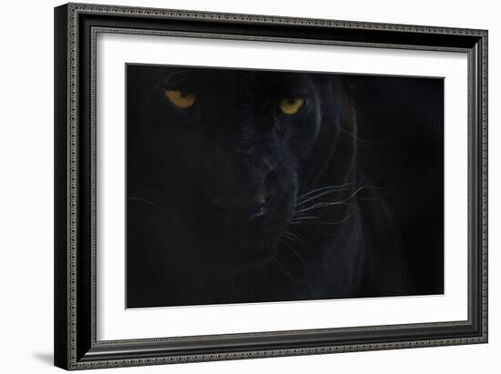 Close Up Head Portrait Of Melanistic - Black Leopard (Panthera Pardus) Captive-Edwin Giesbers-Framed Photographic Print