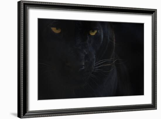 Close Up Head Portrait Of Melanistic - Black Leopard (Panthera Pardus) Captive-Edwin Giesbers-Framed Photographic Print