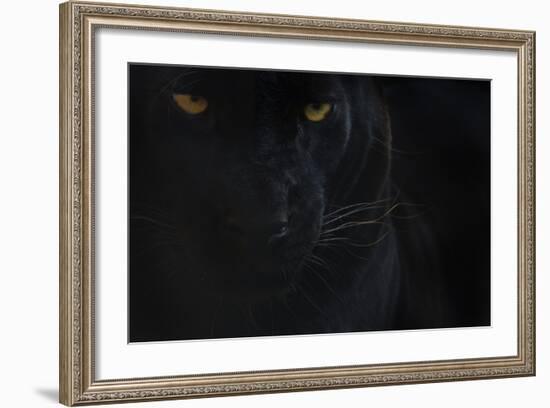 Close Up Head Portrait Of Melanistic - Black Leopard (Panthera Pardus) Captive-Edwin Giesbers-Framed Photographic Print