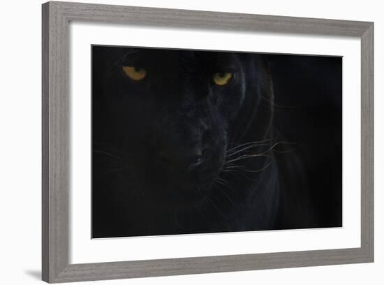 Close Up Head Portrait Of Melanistic - Black Leopard (Panthera Pardus) Captive-Edwin Giesbers-Framed Photographic Print