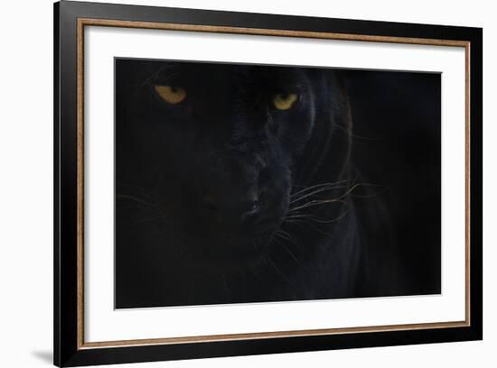 Close Up Head Portrait Of Melanistic - Black Leopard (Panthera Pardus) Captive-Edwin Giesbers-Framed Photographic Print