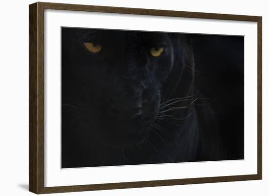 Close Up Head Portrait Of Melanistic - Black Leopard (Panthera Pardus) Captive-Edwin Giesbers-Framed Photographic Print