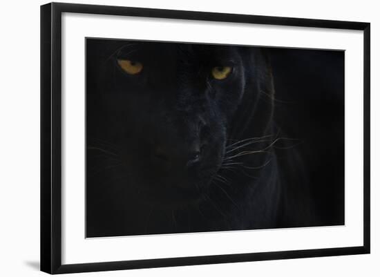 Close Up Head Portrait Of Melanistic - Black Leopard (Panthera Pardus) Captive-Edwin Giesbers-Framed Photographic Print