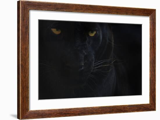 Close Up Head Portrait Of Melanistic - Black Leopard (Panthera Pardus) Captive-Edwin Giesbers-Framed Photographic Print