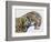 Close-Up Headshot of Megantereon, Pliocene Epoch-null-Framed Art Print