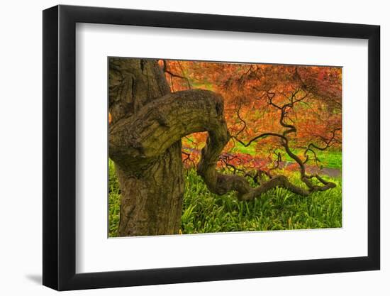 Close-Up Japanese Maple Tree, Winterthur Gardens, Delaware, USA-null-Framed Photographic Print