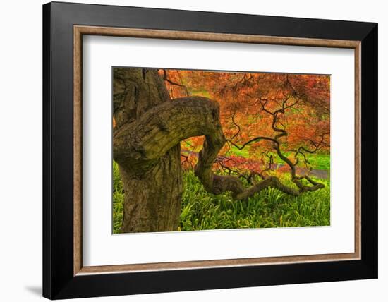 Close-Up Japanese Maple Tree, Winterthur Gardens, Delaware, USA-null-Framed Photographic Print