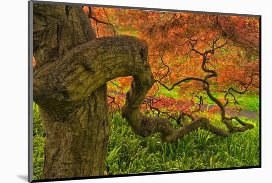 Close-Up Japanese Maple Tree, Winterthur Gardens, Delaware, USA-null-Mounted Photographic Print