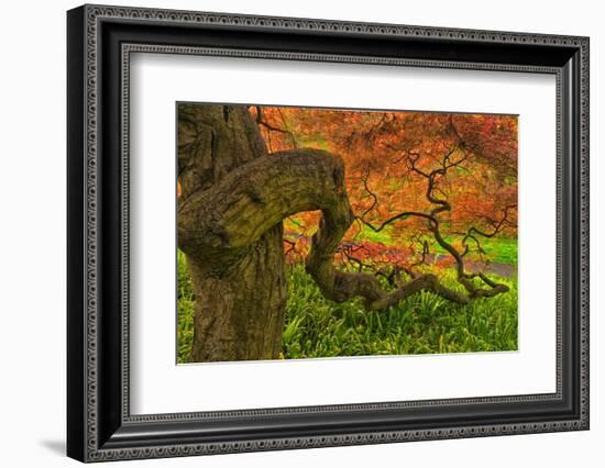 Close-Up Japanese Maple Tree, Winterthur Gardens, Delaware, USA-null-Framed Photographic Print